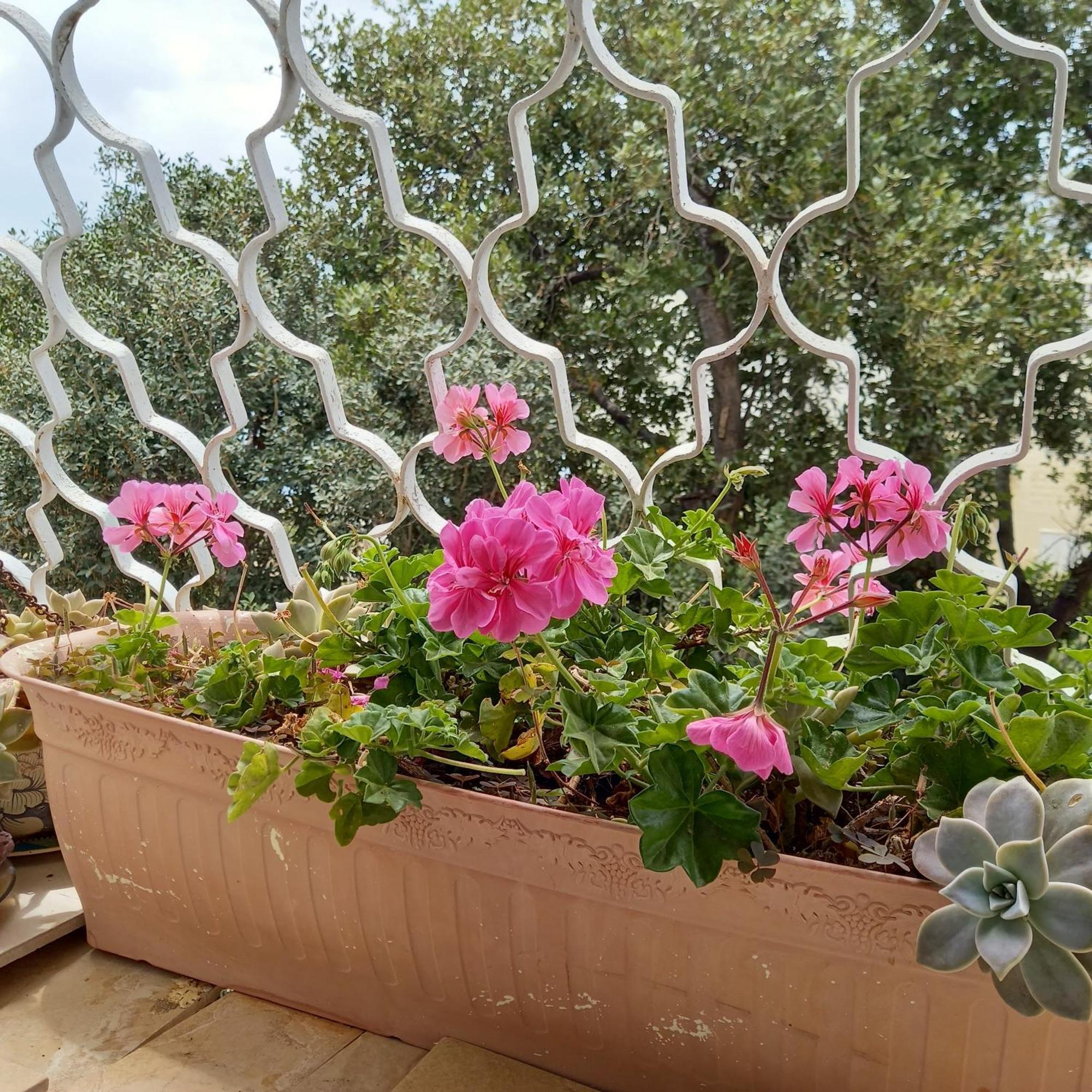 Stella Maris Hosting Διαμέρισμα Χάιφα Εξωτερικό φωτογραφία